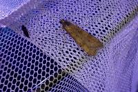 Nomophila noctuella