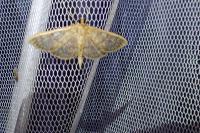 Patania ruralis