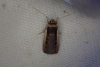 Ochropleura leucogaster