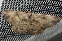 Peribatodes rhomboidaria