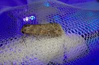 Spodoptera exigua