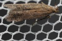 Scrobipalpa acuminatella