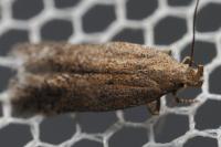 Scrobipalpa acuminatella