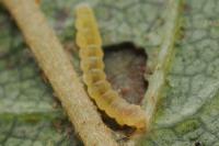 Bucculatrix frangutella