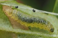 Prochoreutis myllerana