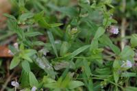 Prochoreutis myllerana