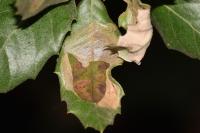 Acrocercops brongniardella