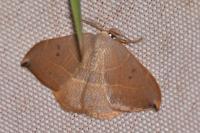 Watsonalla uncinula