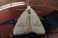 Nola aerugula