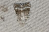 Meganola albula