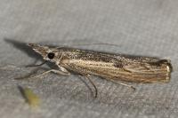 Agriphila geniculea