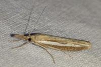 Agriphila tristella