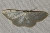 Idaea subsericeata