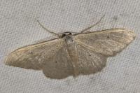 Idaea straminata