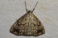 Evergestis pallidata