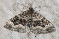 Epirrhoe alternata
