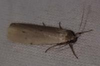 Pelosia muscerda