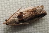 Epinotia ramella