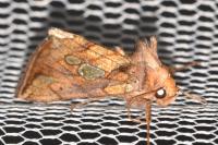 Plusia festucae