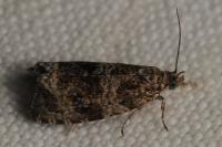 Celypha lacunana