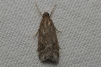 Eudonia pallida