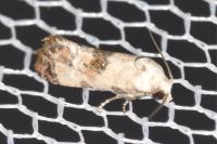Cochylis posterana