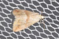 Eublemma parva