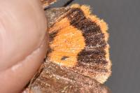 Noctua janthe