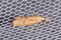 Agriphila inquinatella