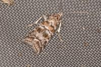 Dioryctria abietella