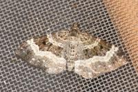 Epirrhoe alternata