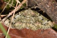 Cleorodes lichenaria