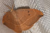 Watsonalla binaria