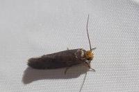 Cephimallota crassiflavella