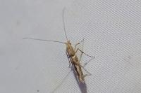 Acrocercops brongniardella