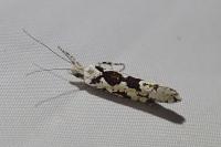 Ypsolopha sequella
