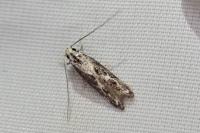 Blastodacna hellerella