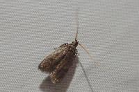 Eurodachtha siculella