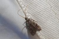 Eurodachtha siculella