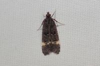 Dichomeris alacella