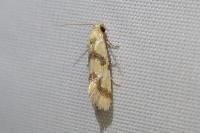 Aethes bilbaensis