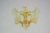 Aethes bilbaensis