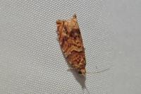 Gypsonoma minutana