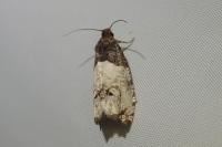 Notocelia roborana