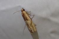 Eucosma cana