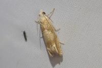 Eucosma conterminana