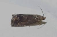 Cydia splendana