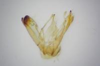 Emmelina monodactyla
