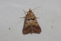 Stemmatophora brunnealis