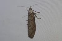 Lamoria anella
